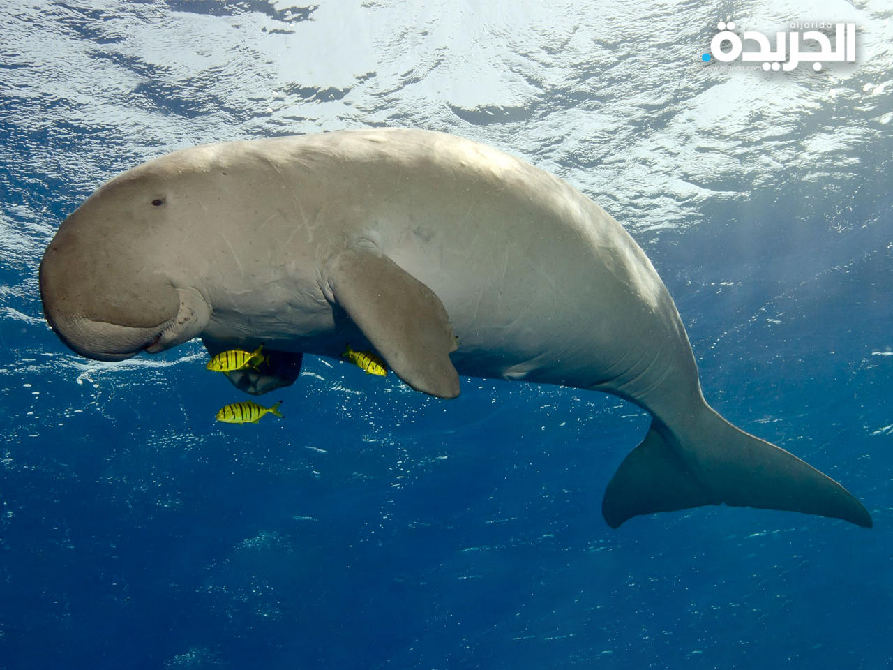 حيوان الأطوم يطلق عليه أيضاً خروف البحر أو «خنزير البحر»