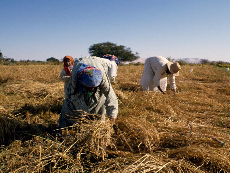 جانب من عملية قطف المحاصيل الزراعية 