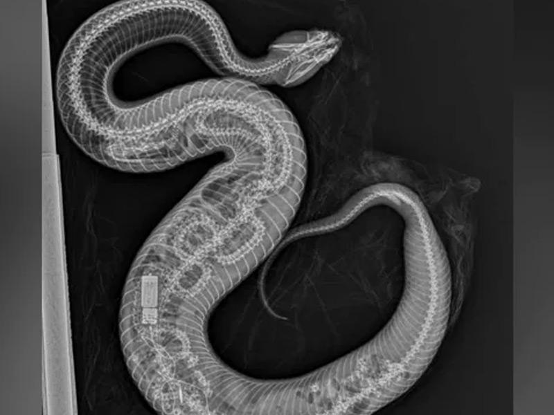 صورة للثعبان الذي التهم افعى مزودة بجهاز تعقب 