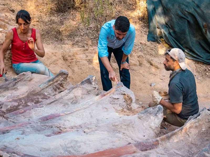 علماء المتحجرات خلال استخراج بقايا ما قد يكون أكبر ديناصور