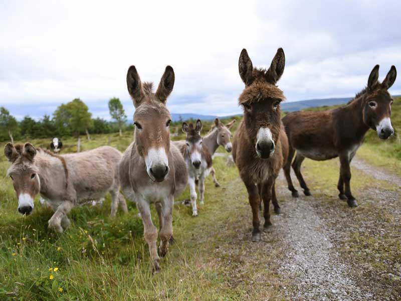 بيع لحوم حمير في الجزائر