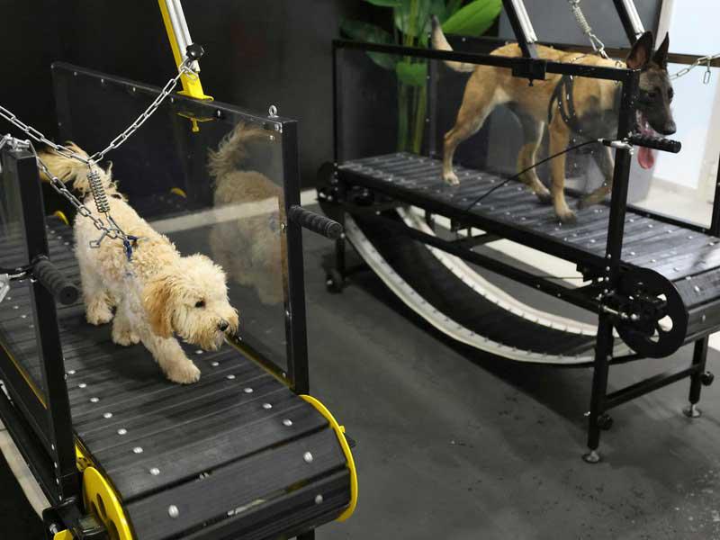 الكلاب تتدرب داخل الصالة المكيفة 