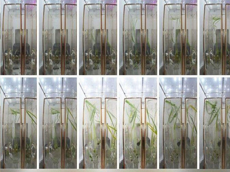 المختبر التجريبية تشاو ليبينغ 