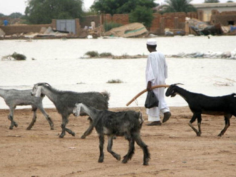 الشاب السوداني خلال رعي الاغنام 
