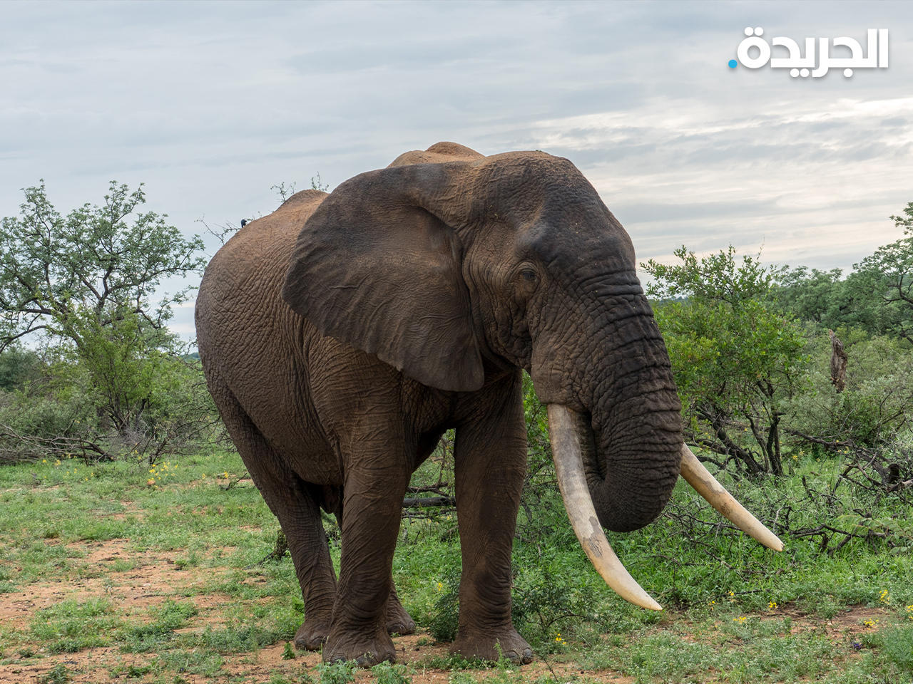 السلطات السودانية أحبطت تهريب أنياب أسود وأفيال داخل «سندويتشات»n