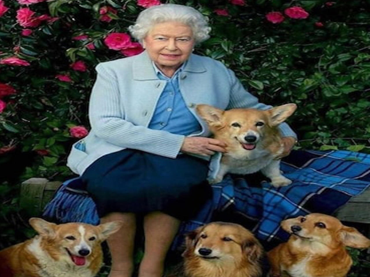 الملكة اليزابيث الثانية