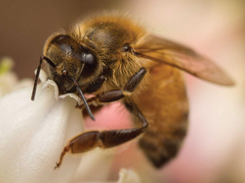 نحل إليزابيث الثانية في حالة حداد