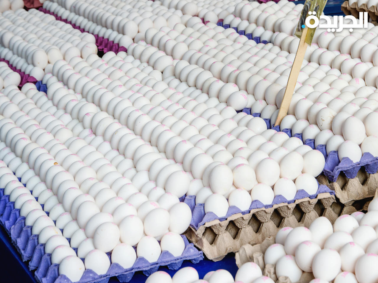 التجارة»: حظر تصدير البيض الطازج 8 أشهر 