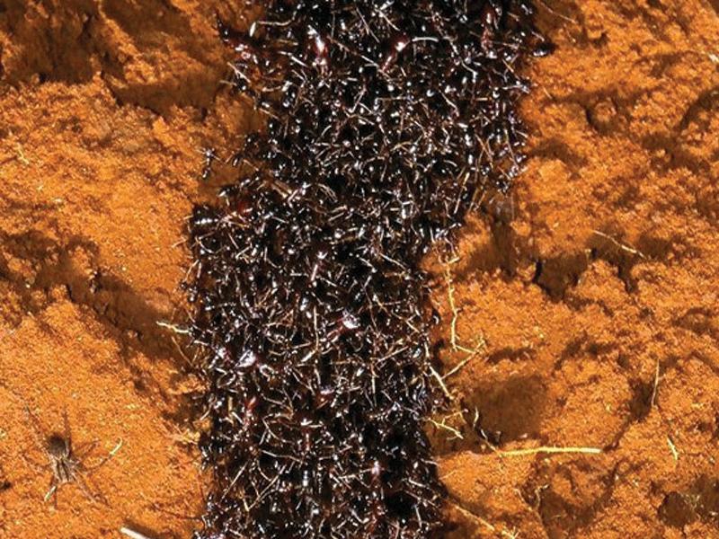 20 مليون مليار نملة تسير على الأرض