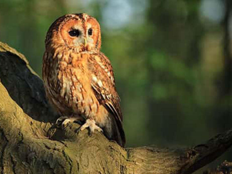 طائر البومة 