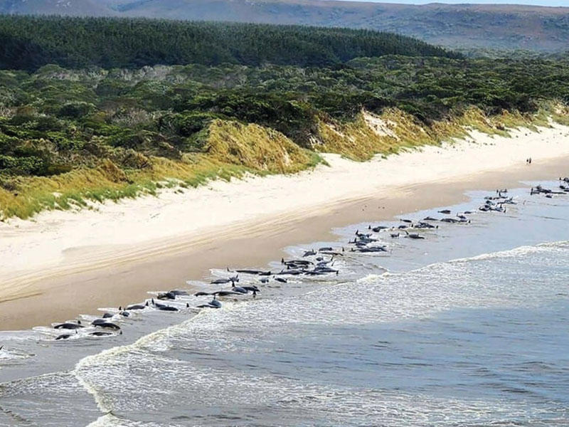 الحيتان مجنحة على الساحل الغربي لتاسمانيا