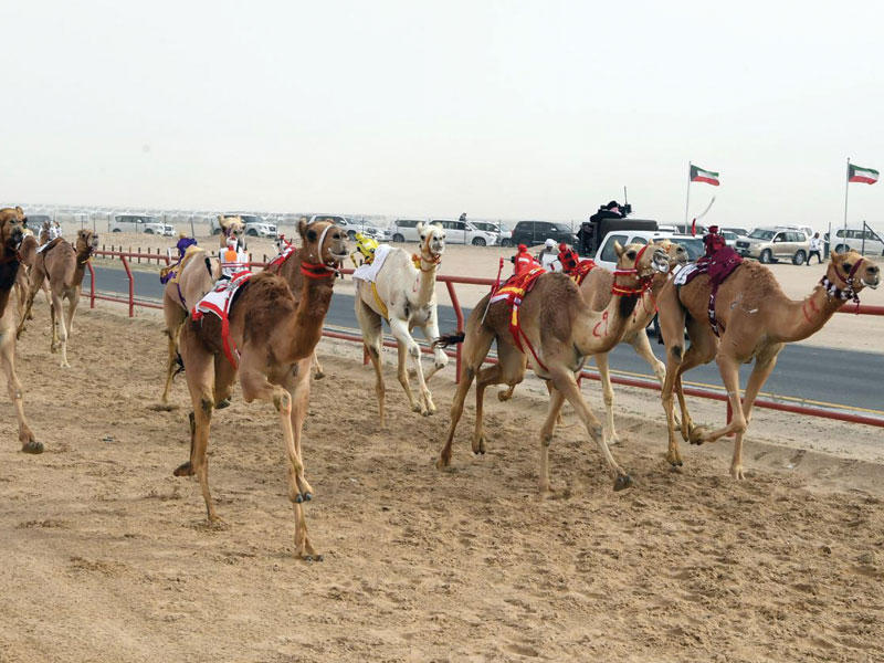 جانب من سباق الهجن 