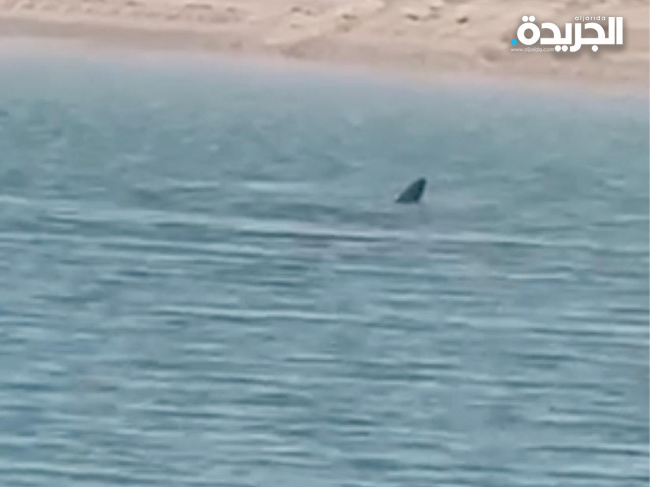 «القرش الحوتي» غير خطر على رواد البحر
