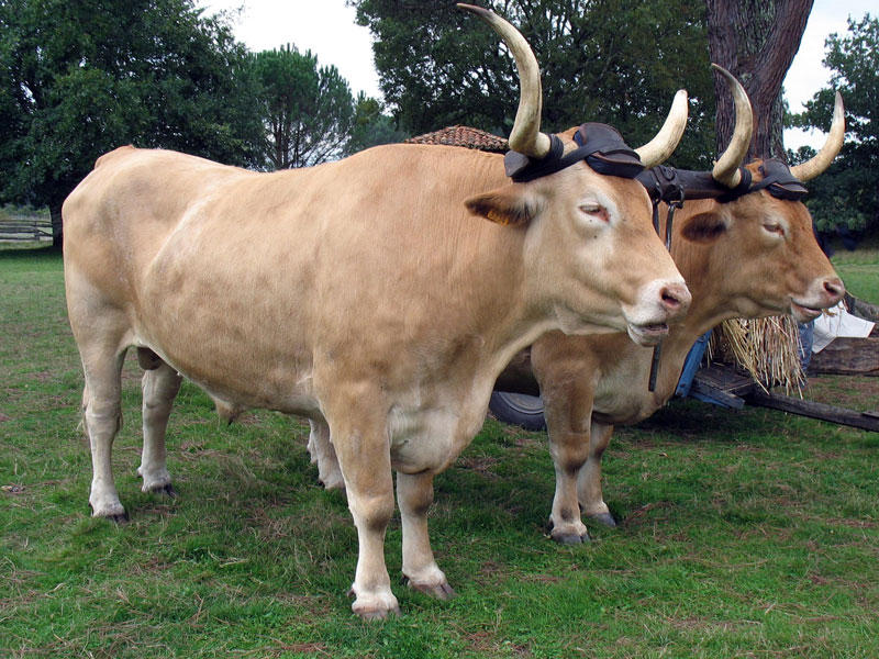 الثيران تنتج كهرباء  