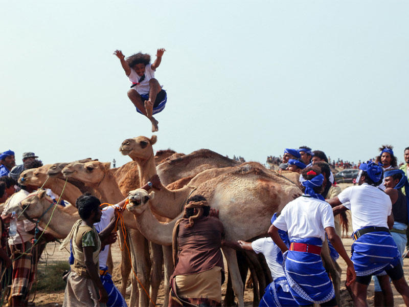 القفز على الجمال بمهرجان الخوخة في الحديدة السبت الماضي (أ ف ب)