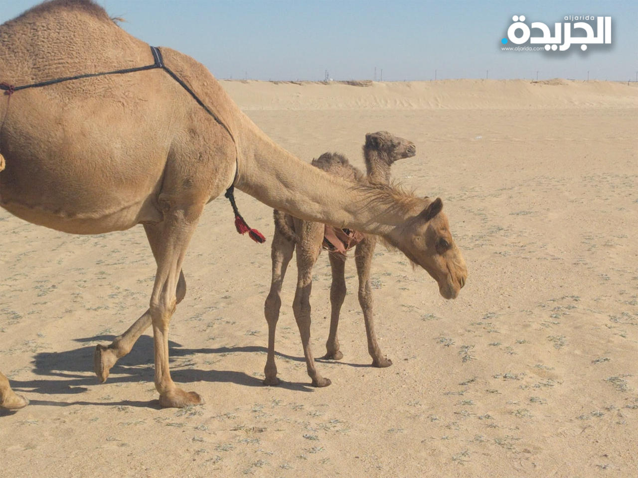 معهد الأبحاث ينجح في تقييم سلامة وجودة حليب الإبل