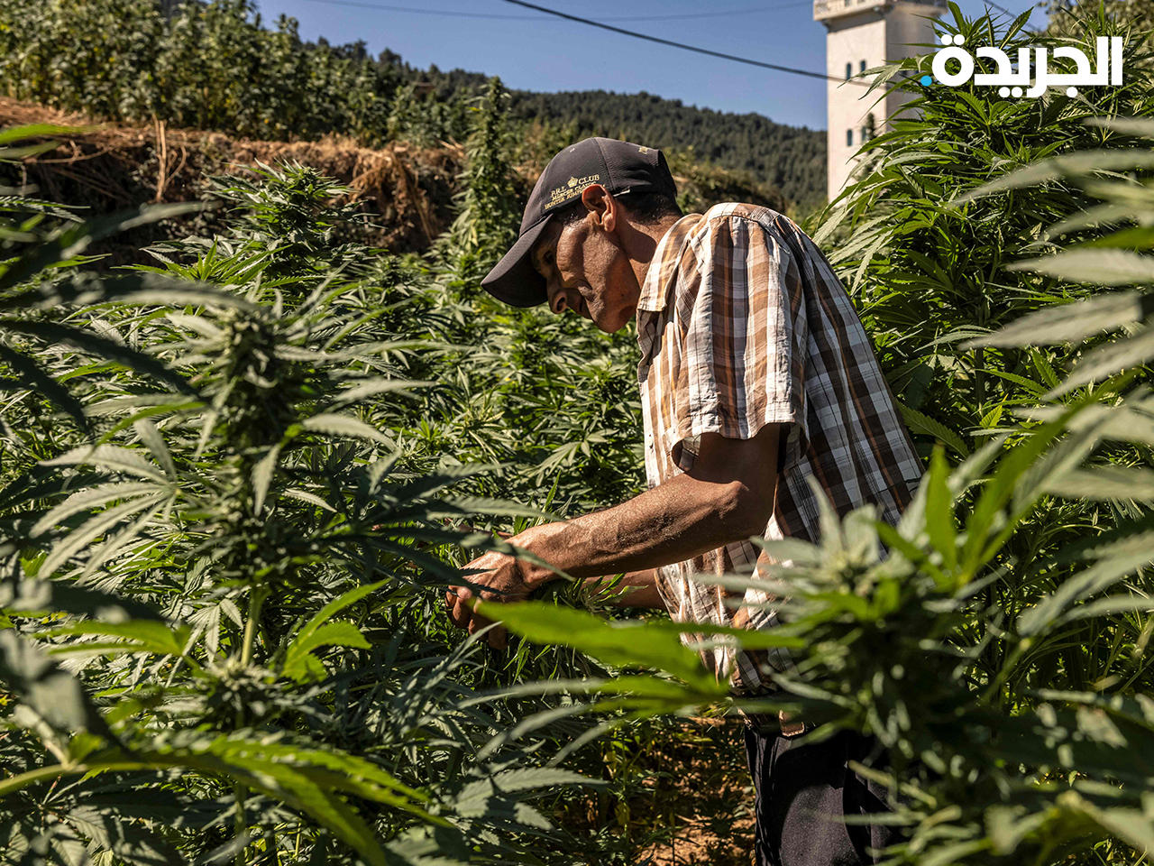 مزرعة للقنب الهندي في المغرب