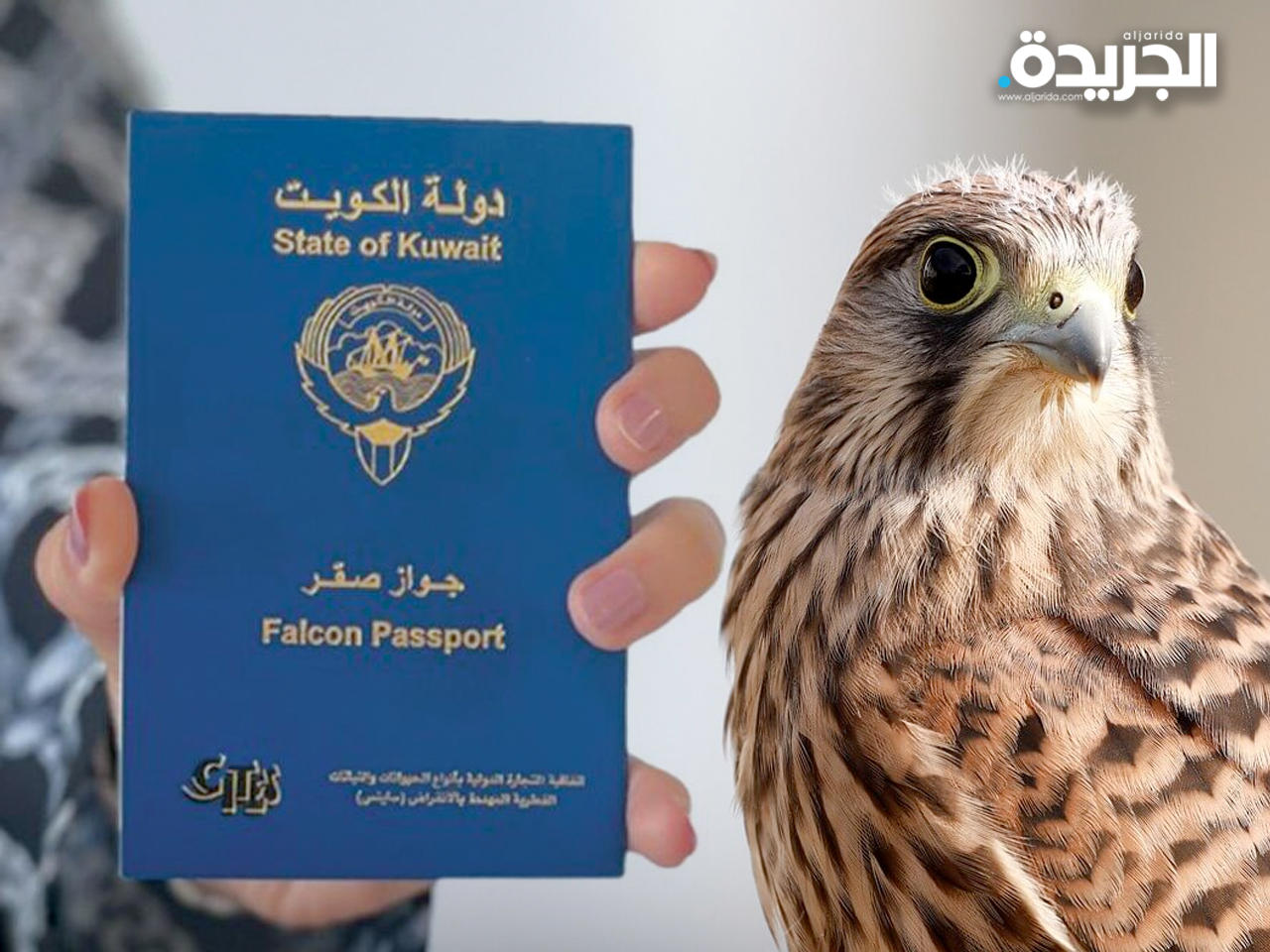 جوازات الصقور - أرشيف