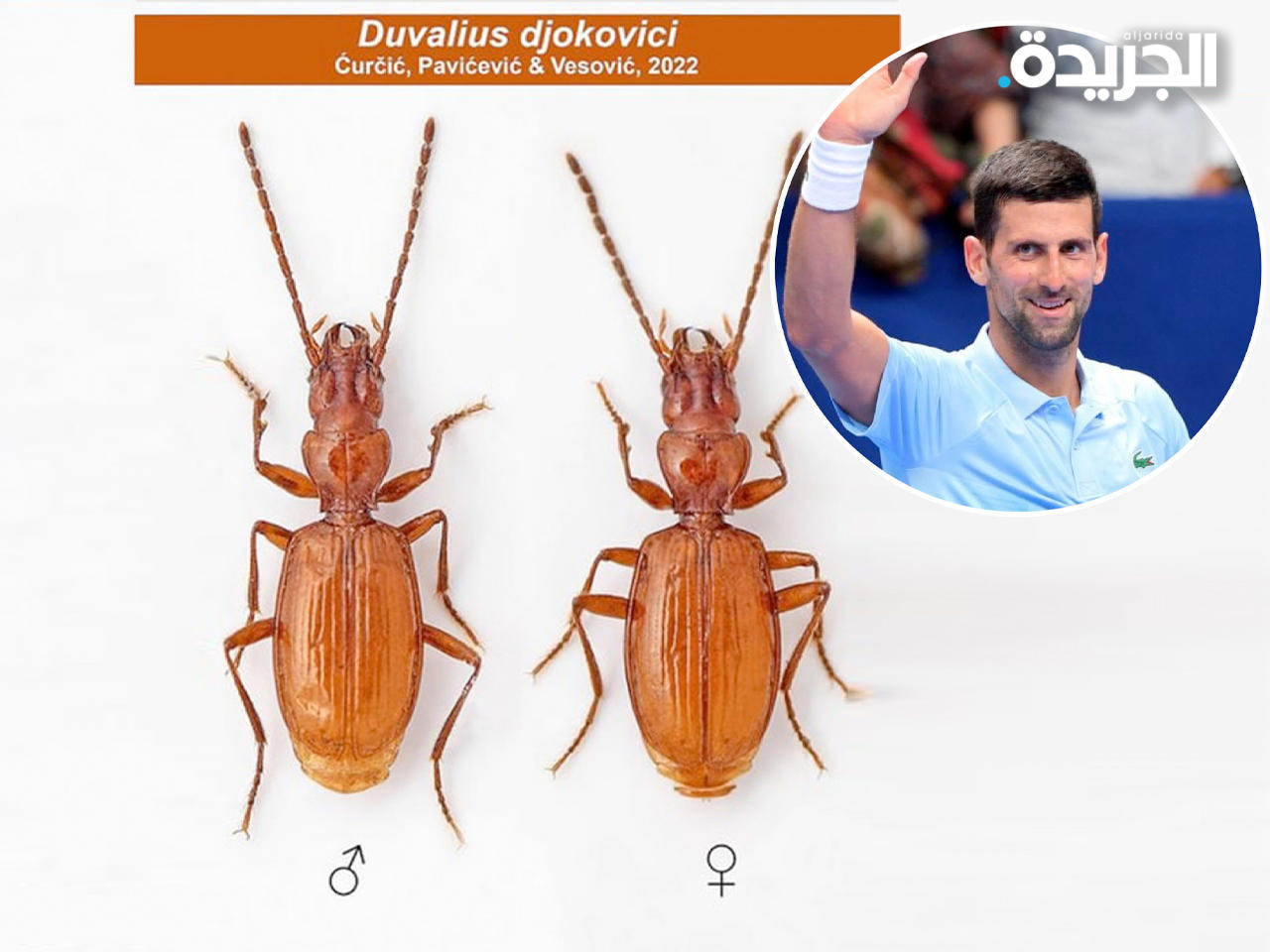 نجم التنس نوفاك ديوكوفيتش