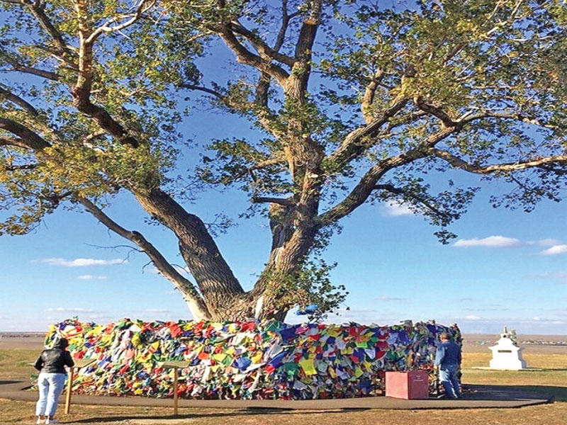 شجرة الحور المقدسة