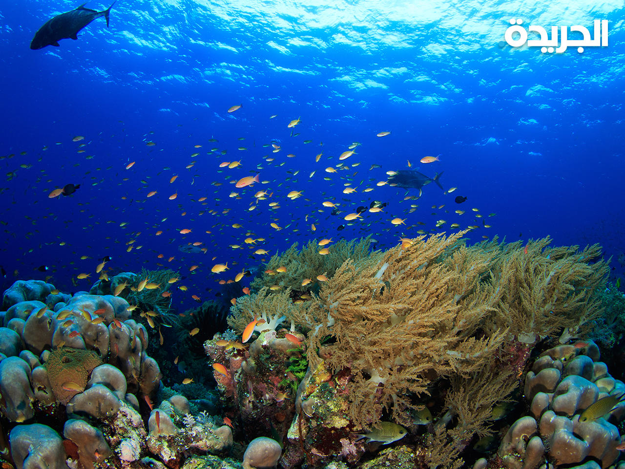 شعاب مرجانية - أرشيف