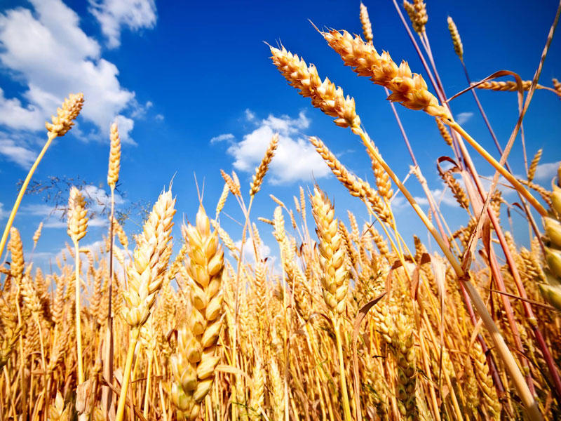 أسعار القمح 