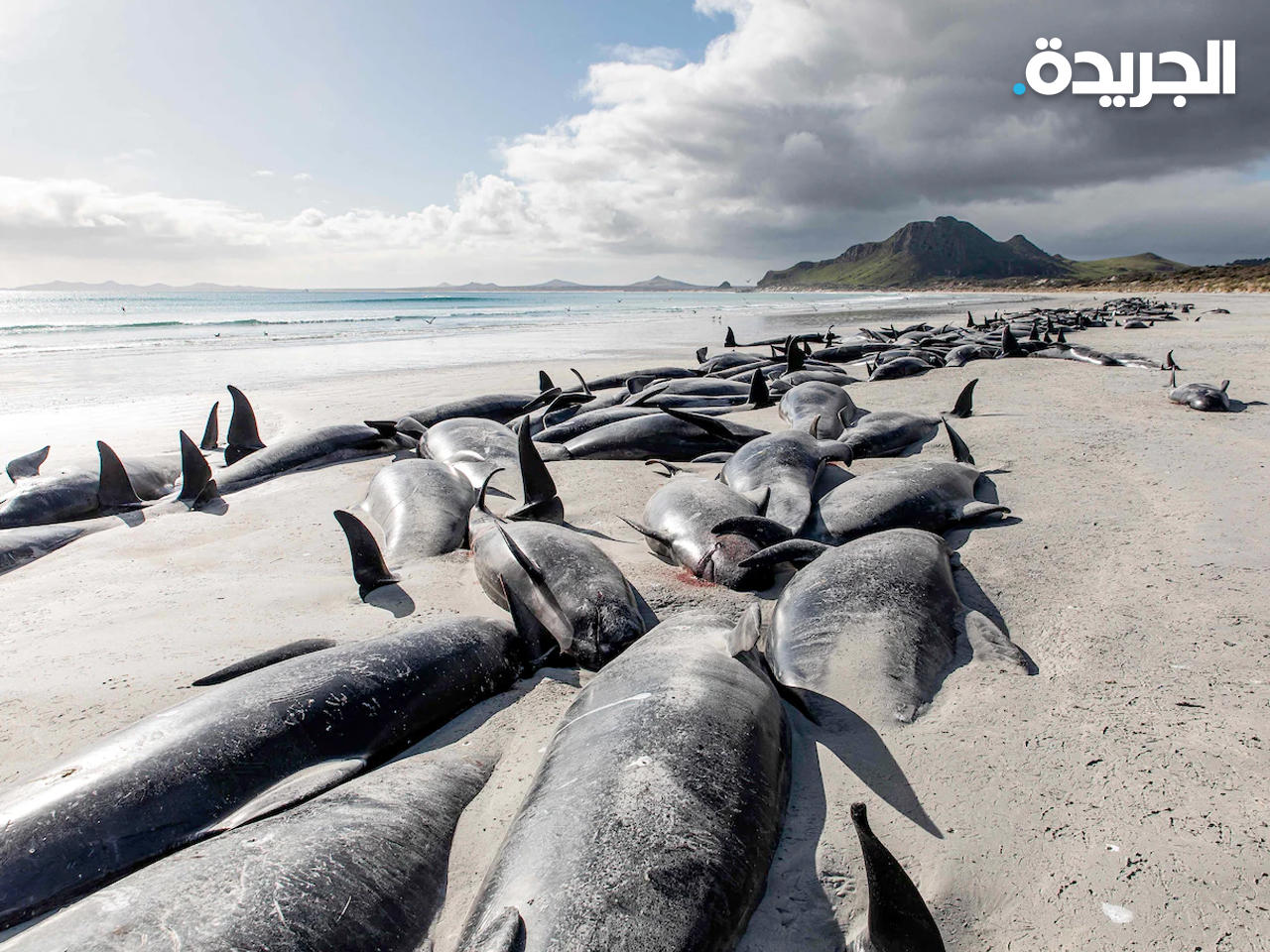 الحيتان النافقة