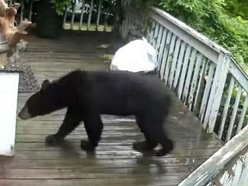 الدب بقرب أحد منازل القرية