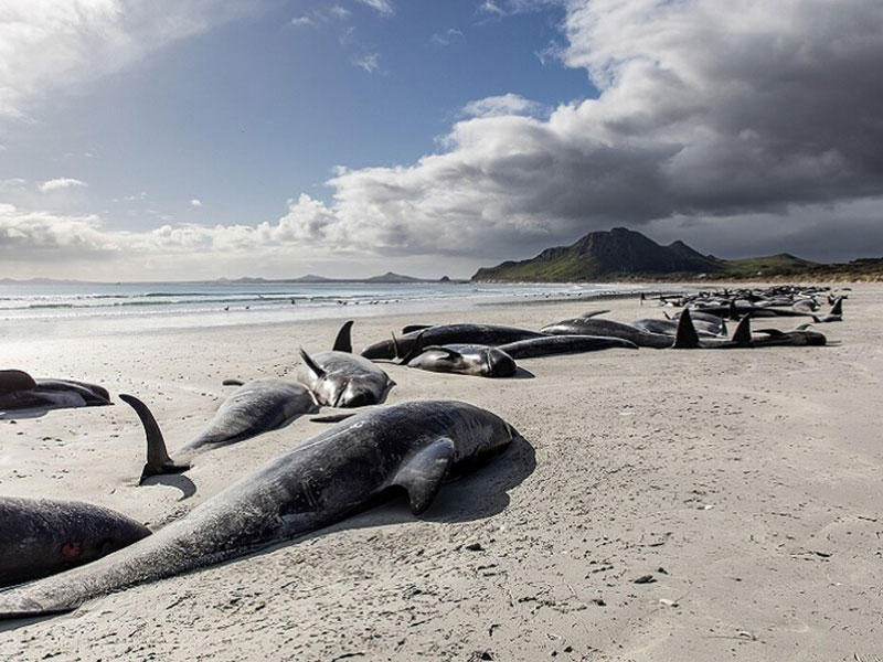 نفق حوالي 477 حوتاً من فصيلة «الحوت الطيار»