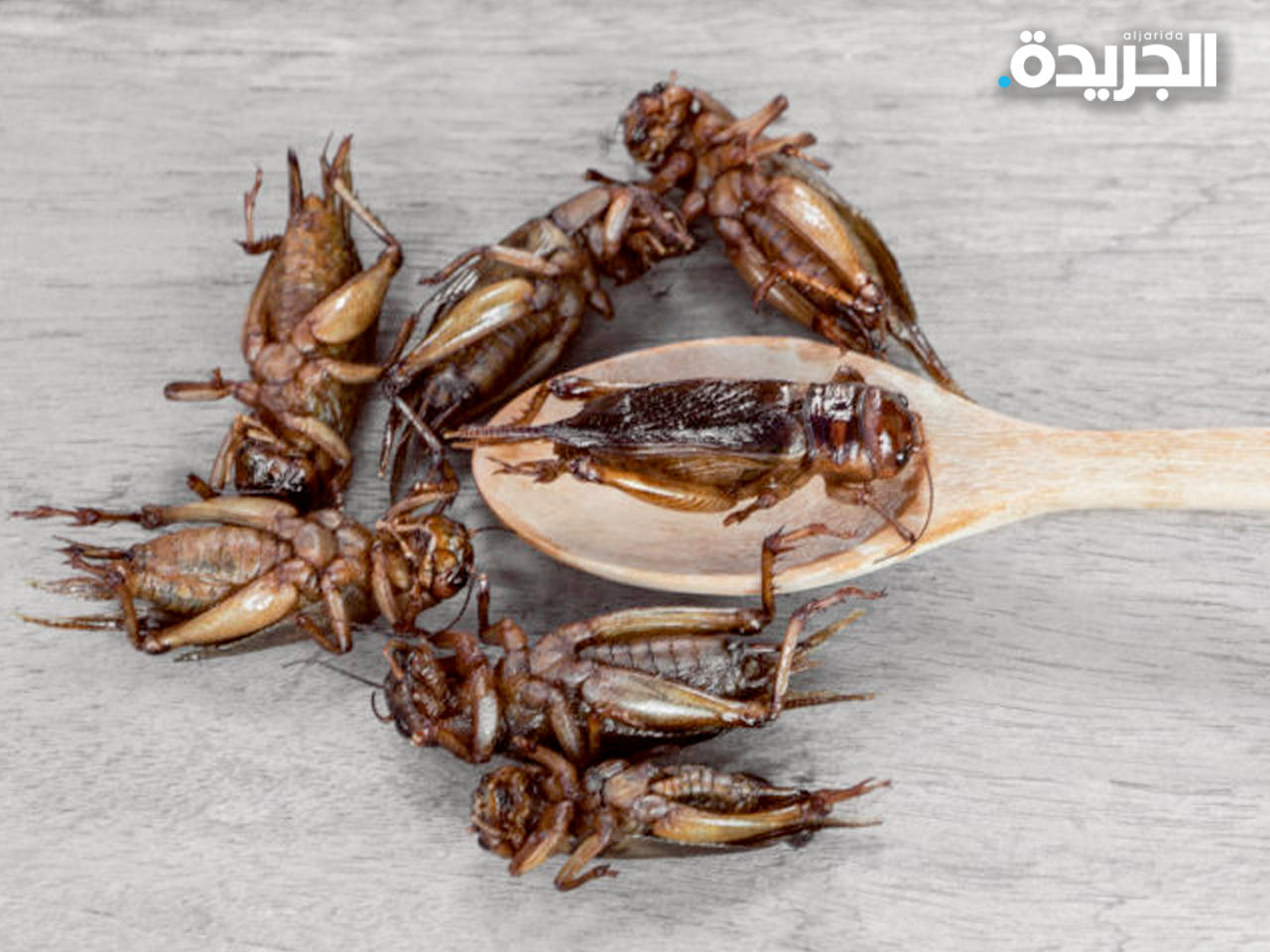 وجبة طعام من الحشرات!