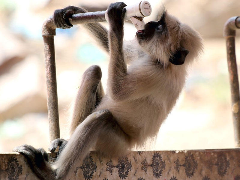 قرد من نوع اللانغور 